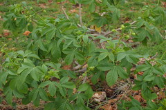 Jatropha glandulifera